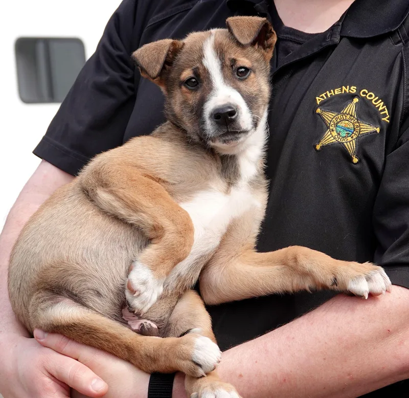 Marshall thumbnail 2