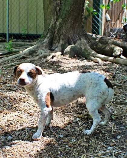 An adult small-sized female Dachshund dog named Kiera for adoption in Morton Grove, IL