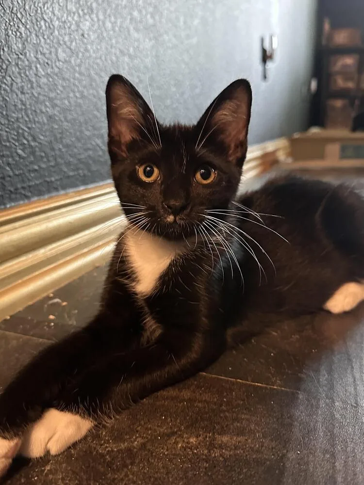 A young small-sized male Black & White / Tuxedo Domestic Short Hair cat named Vader for adoption in Dallas, TX