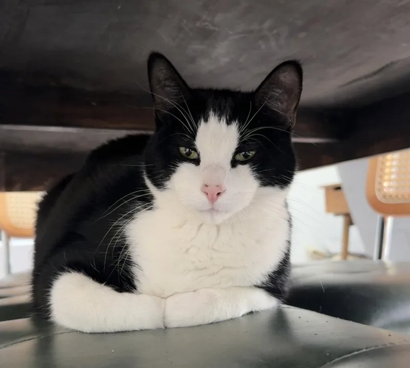 An adult medium-sized male Black & White / Tuxedo Domestic Short Hair cat named Poe for adoption in Oviedo, FL