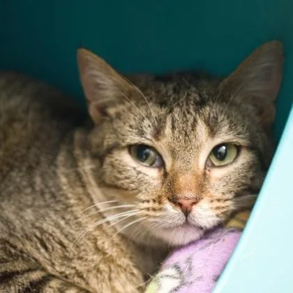 A young small-sized female Domestic Short Hair cat named Foxtail for adoption in Verona, WI