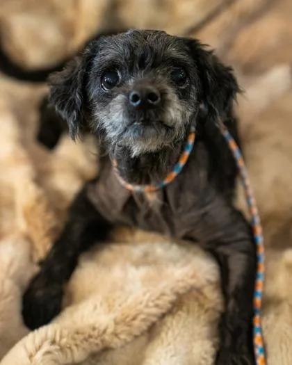 A senior small-sized female Poodle dog named Sassy for adoption in Pequot Lakes, MN