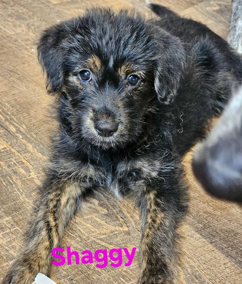 Shaggy