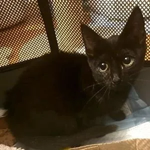 A baby small-sized female Black Domestic Short Hair cat named Antoinette Hudson for adoption in Merrifield, VA