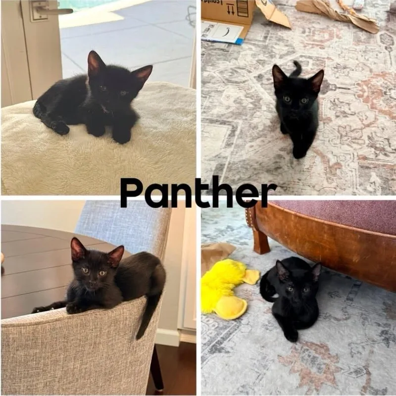 A baby small-sized male Black Domestic Short Hair cat named Panther for adoption in Orangevale, CA