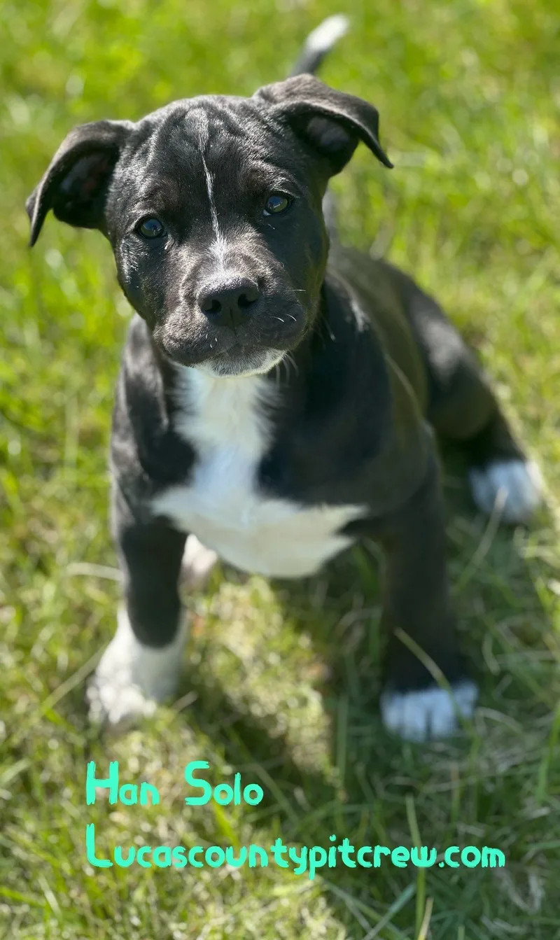 A baby medium-sized male Black Pit Bull Terrier dog named Han Solo for adoption in Toledo, OH