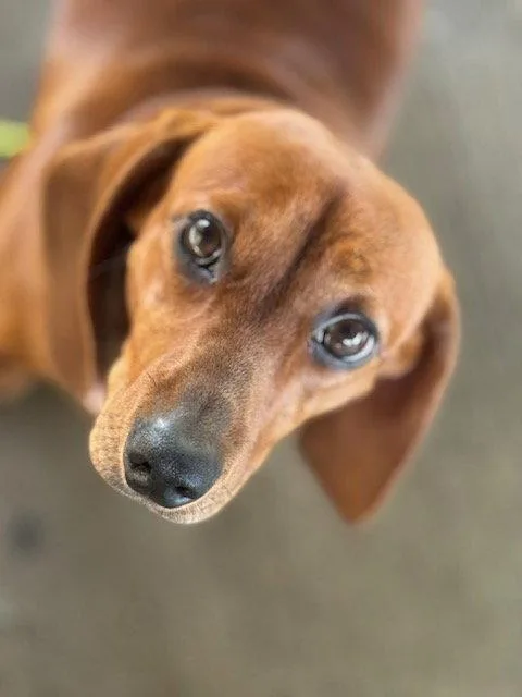 A young medium-sized female Dachshund dog named Penny for adoption in Holland, MI