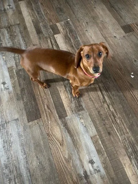 Penny thumbnail 3