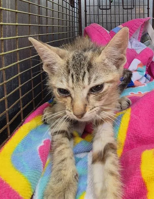 A baby small-sized female Domestic Short Hair cat named Chai for adoption in San Antonio, TX