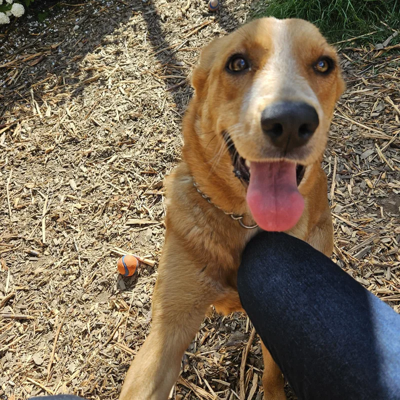A young large-sized female Apricot / Beige Golden Retriever dog named Ember for adoption in Junction City, OR