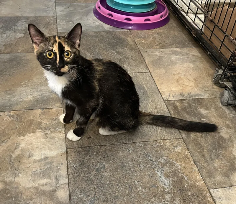 A young small-sized female Tortoiseshell Domestic Short Hair cat named Betsy Buttercup for adoption in La Salle, IL