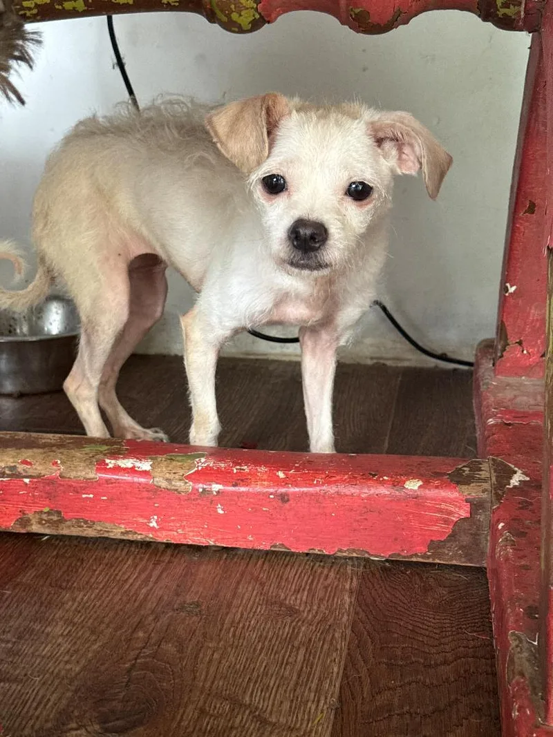 An adult small-sized female Terrier dog named Iris for adoption in Los Angeles, CA