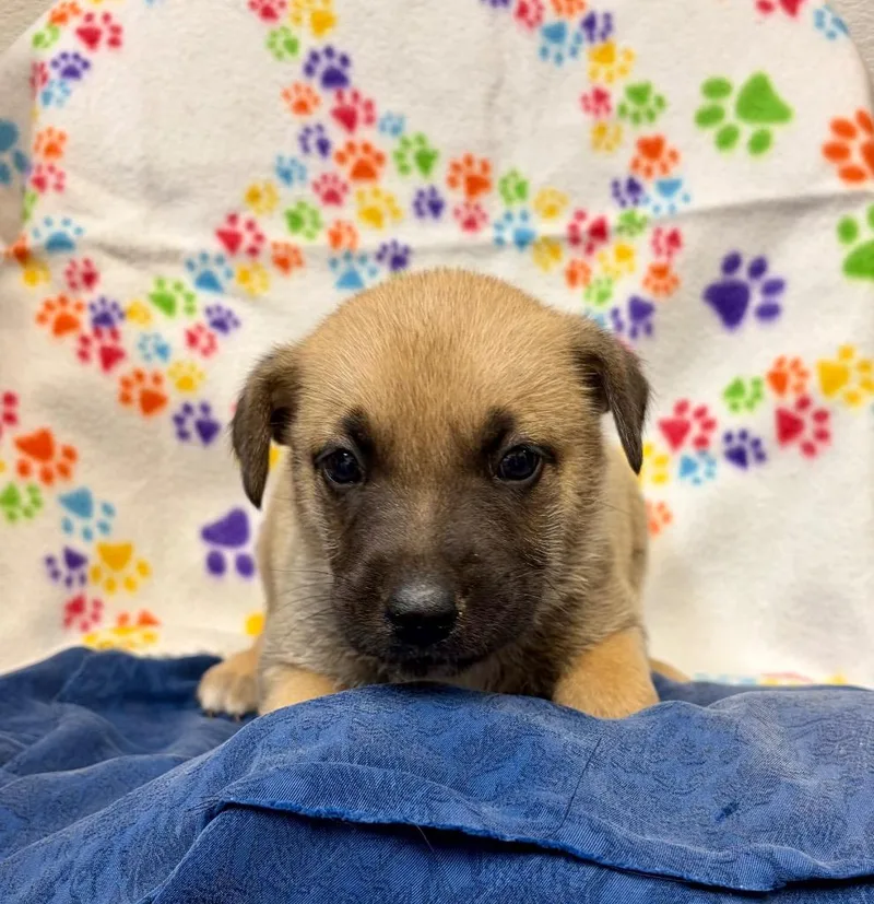 A baby medium-sized male Shepherd dog named Scops for adoption in Clinton, SC