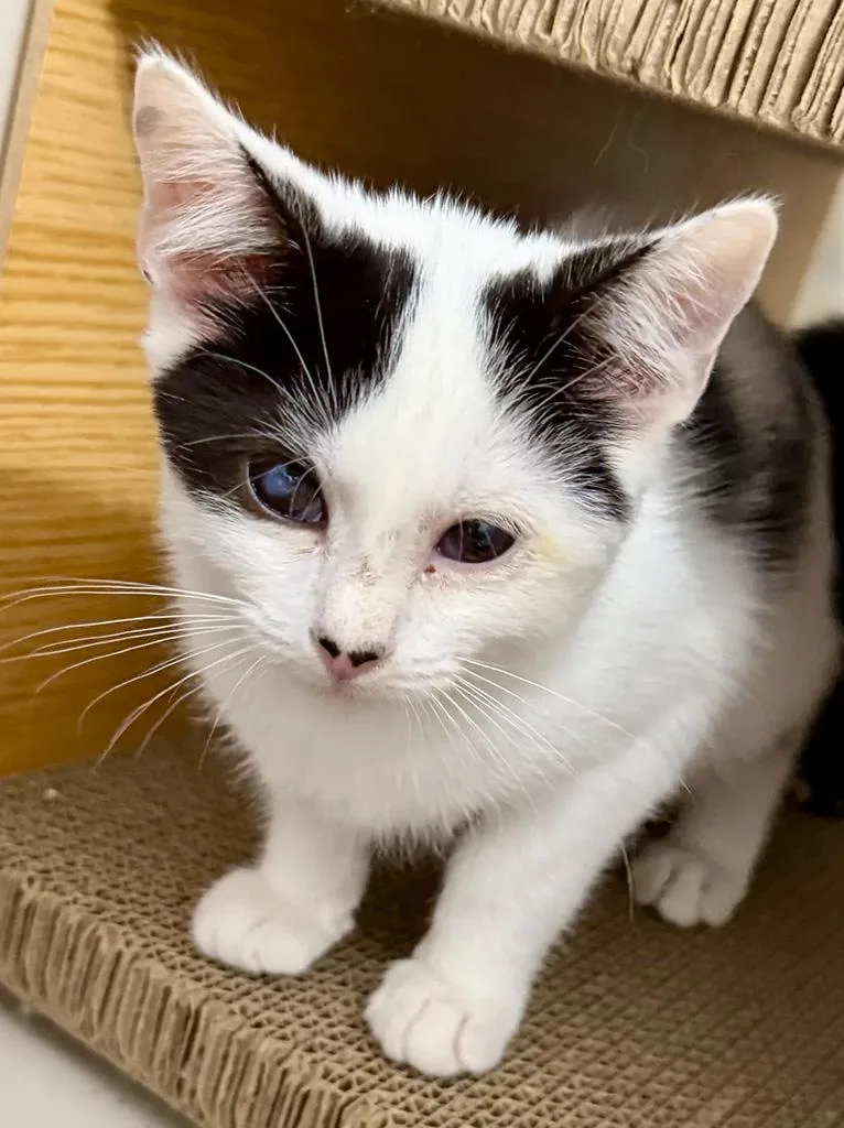 A baby small-sized female Domestic Short Hair cat named Rancor for adoption in Bowie, MD