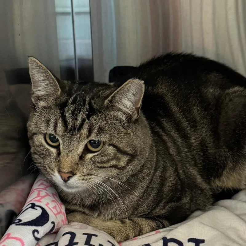 A young medium-sized male Brown / Chocolate Domestic Short Hair cat named Diddly for adoption in Lakewood, CO