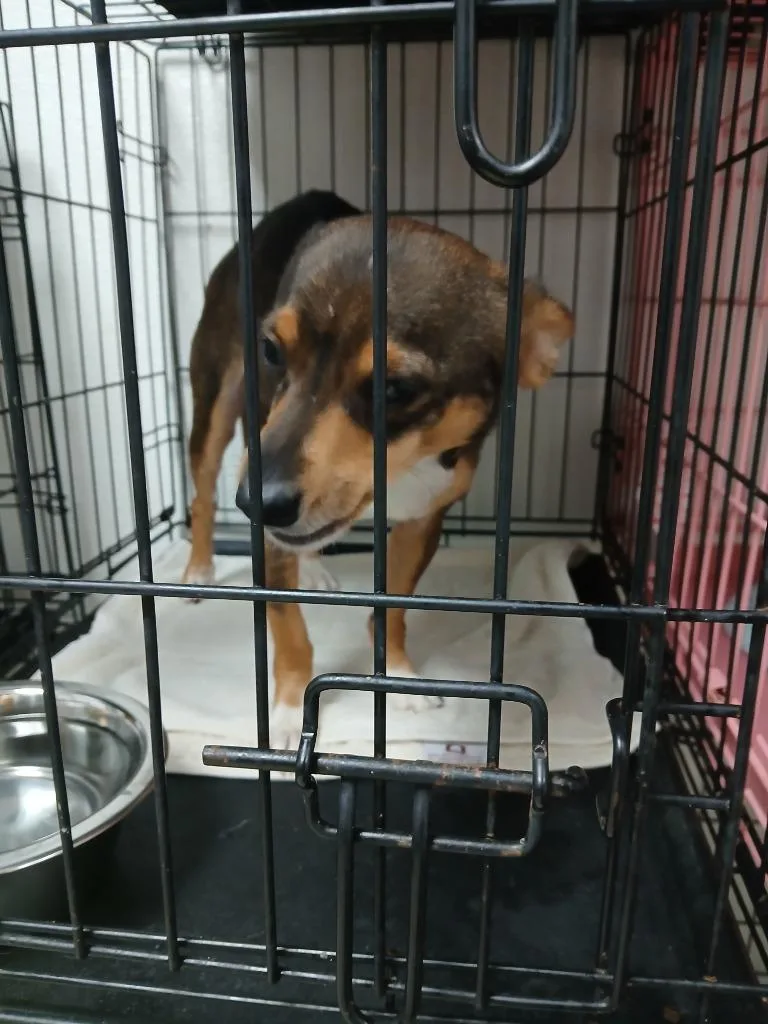 A young small-sized male Chihuahua dog named Fraidy for adoption in Fort Worth, TX