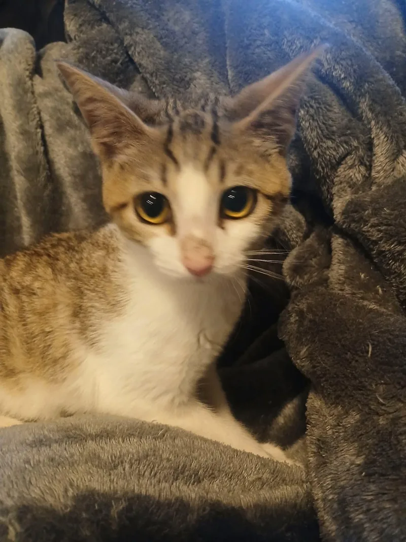 A baby medium-sized female Tabby (Buff / Tan / Fawn) Domestic Short Hair cat named Cayenne for adoption in Aberdeen, NC