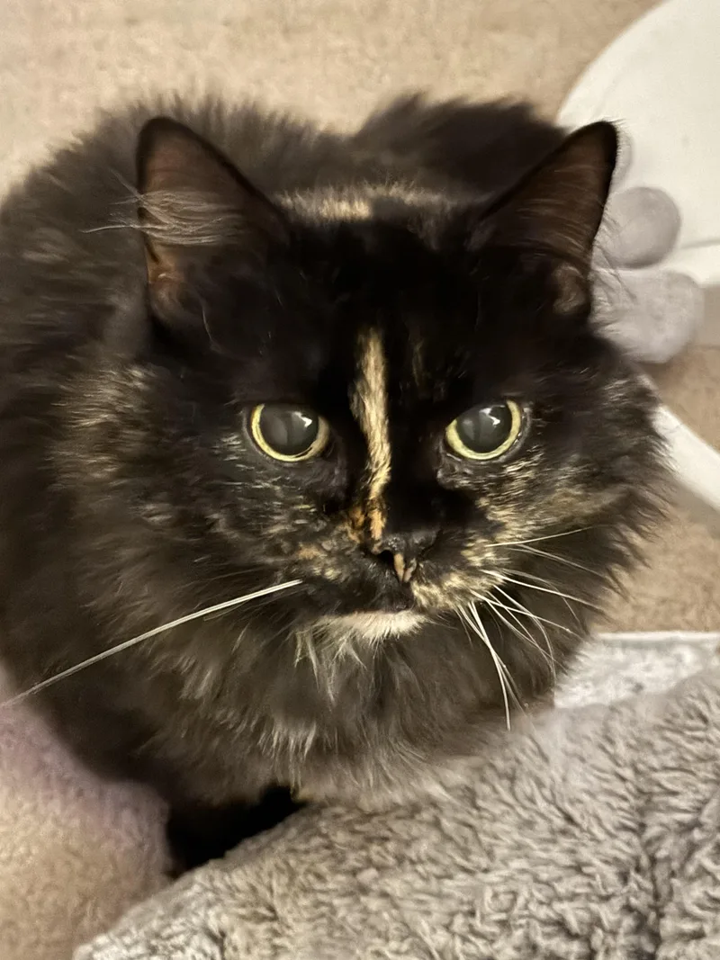 Kellyanne thumbnail 3