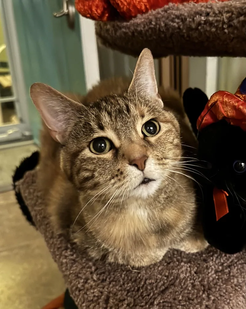 Kellyanne thumbnail 4