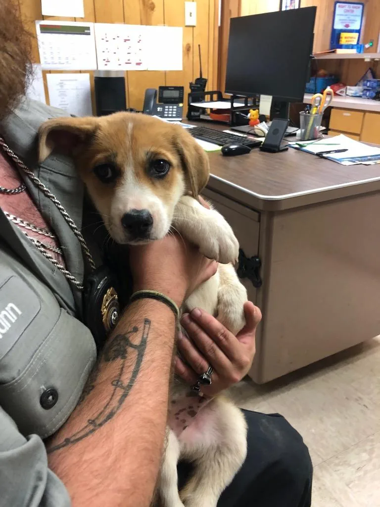 A baby medium-sized male Shepherd dog named Rascal for adoption in Benton, AR