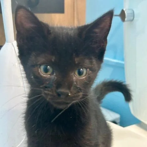 A baby small-sized male Domestic Short Hair cat named Chris for adoption in Cumming, GA