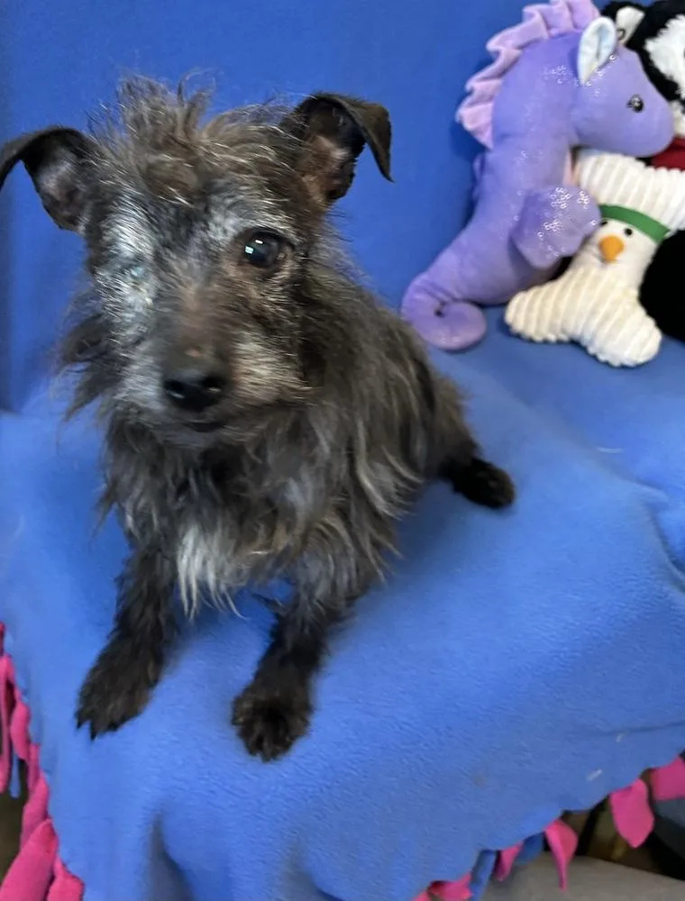 An adult small-sized male Gray / Blue / Silver Terrier dog named Wookie for adoption in Cedartown, GA