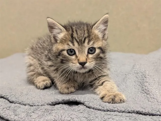 A baby small-sized male Domestic Short Hair cat named A for adoption in Moreno Valley, CA