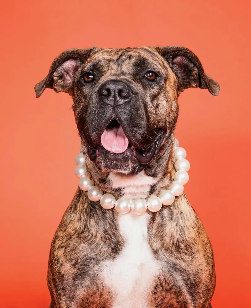 A young medium-sized female Boxer dog named Ginny for adoption in santa monica, CA