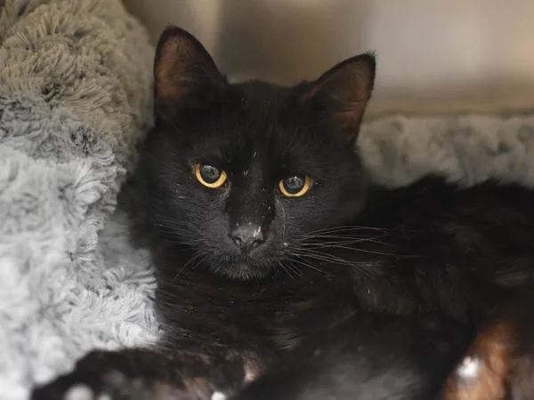 An adult small-sized female Domestic Short Hair cat named Stella for adoption in Portland, OR