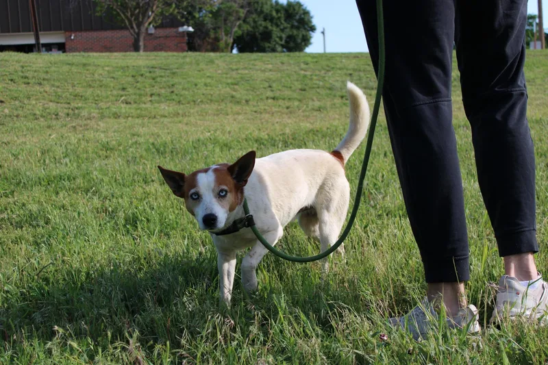An adult medium-sized male Terrier dog named Wayne for adoption in Stillwater, OK