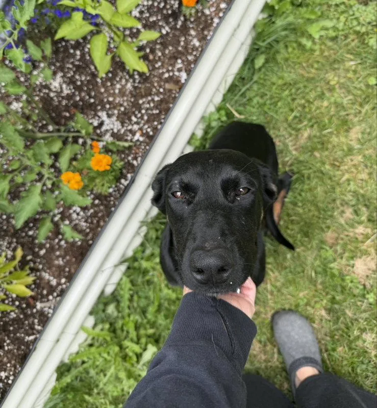 A young medium-sized female Doberman Pinscher dog named Matilda for adoption in Bothell, WA