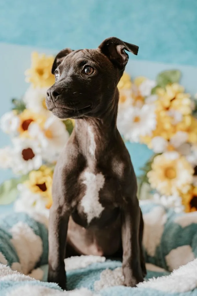 A baby small-sized female Mixed Breed dog named Olive for adoption in Newberg, OR