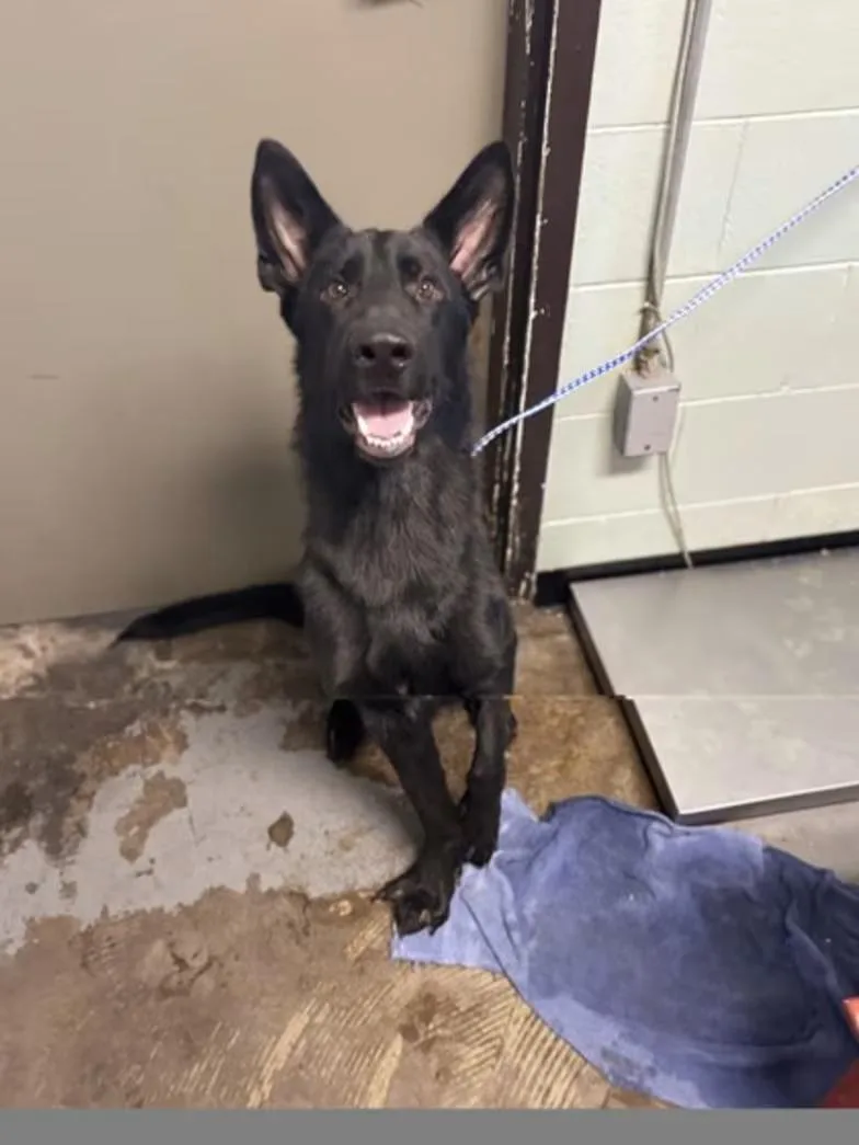 A young medium-sized male Shepherd dog named Bishop for adoption in Red Bluff, CA