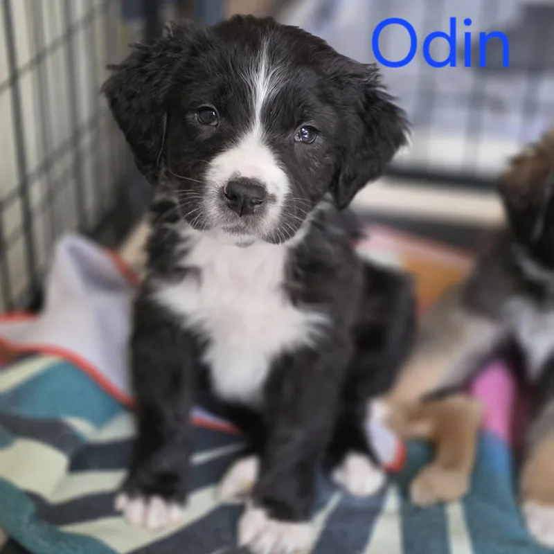 A baby medium-sized male White / Cream Border Collie dog named Odin for adoption in Blairstown, NJ