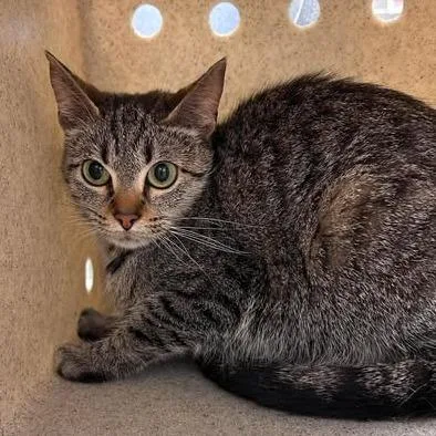 Mitzi