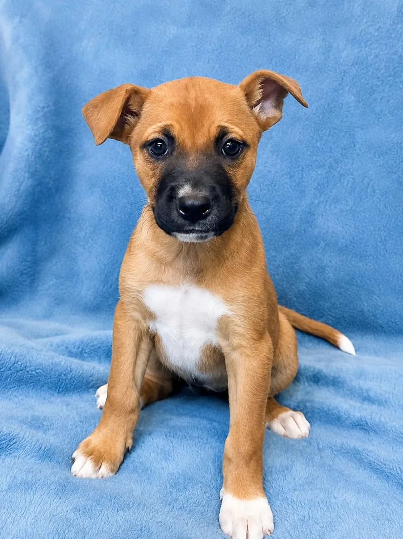 A young medium-sized female Pit Bull Terrier dog named Bell for adoption in Nashville, TN