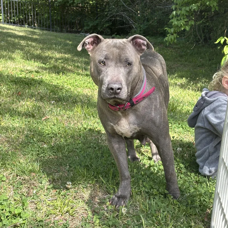 A young medium-sized female Gray / Blue / Silver Pit Bull Terrier dog named Angel for adoption in Brentwood, TN