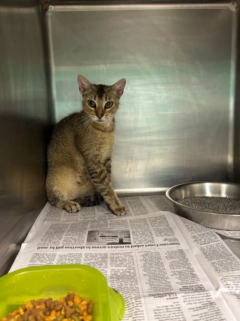 An adult large-sized female Domestic Short Hair cat named Squirrel for adoption in Belton, TX