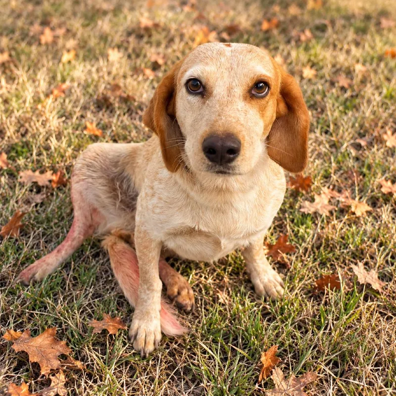 A young medium-sized female Red / Chestnut / Orange English Coonhound dog named Jolene for adoption in Bastrop, TX