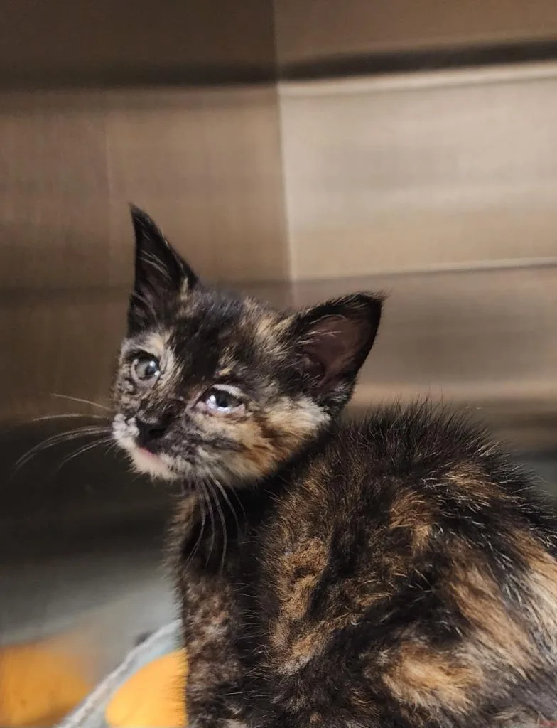 A baby medium-sized female Domestic Short Hair cat named Tortilla for adoption in Great Bend, KS