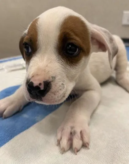 Macaroni thumbnail 2