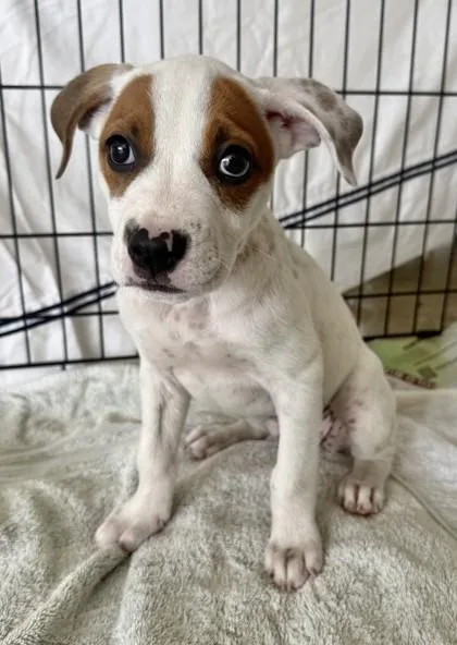 Macaroni thumbnail 3