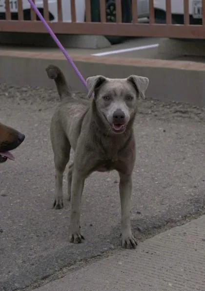 An adult large-sized female Labrador Retriever dog named Storm for adoption in El Paso, TX
