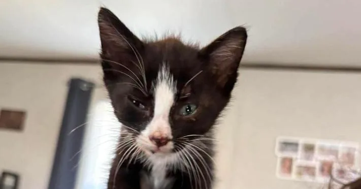 A baby small-sized male Black & White / Tuxedo Domestic Short Hair cat named Harley for adoption in Emporia, KS