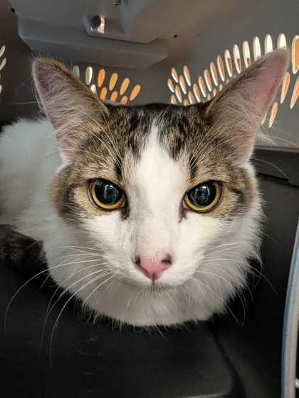Millie