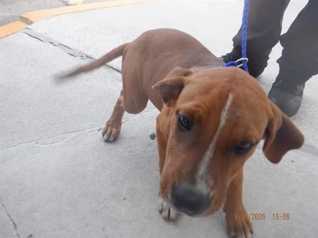 A young medium-sized female American Bulldog dog named Isabella for adoption in Miami, FL