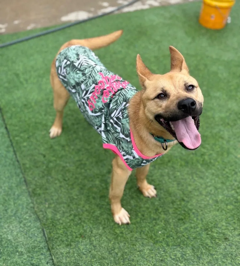 A young medium-sized female Golden Black Mouth Cur dog named Delight   A for adoption in Houston, TX