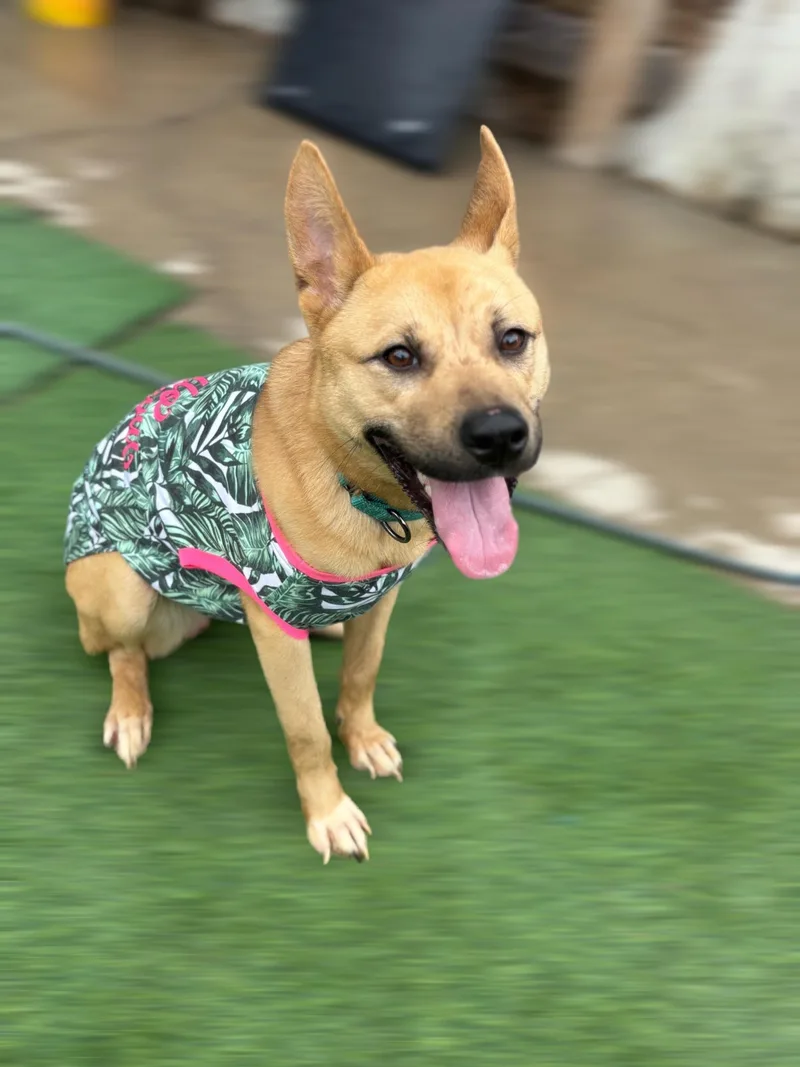 Delight   A thumbnail 4