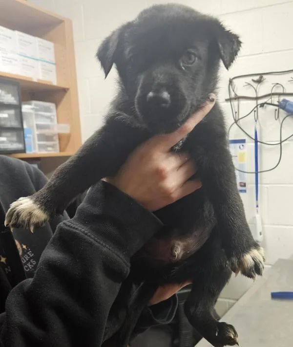 A baby large-sized male German Shepherd Dog dog named Syd The Spud for adoption in Pocatello, ID