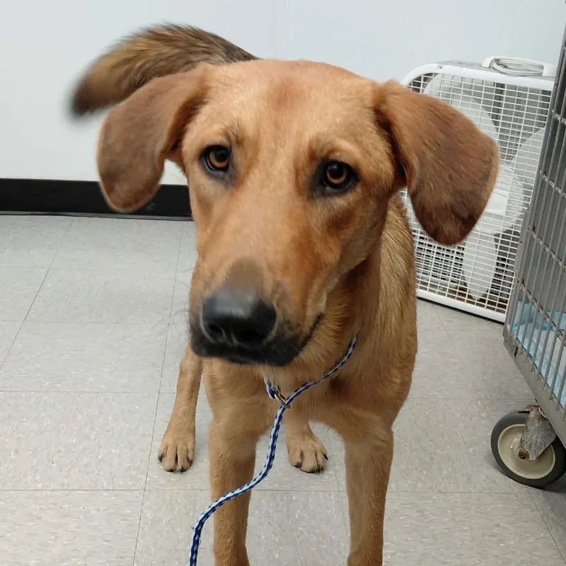A young large-sized male Shepherd dog named Elon for adoption in Bastrop, TX